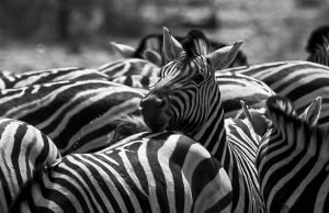 zebras