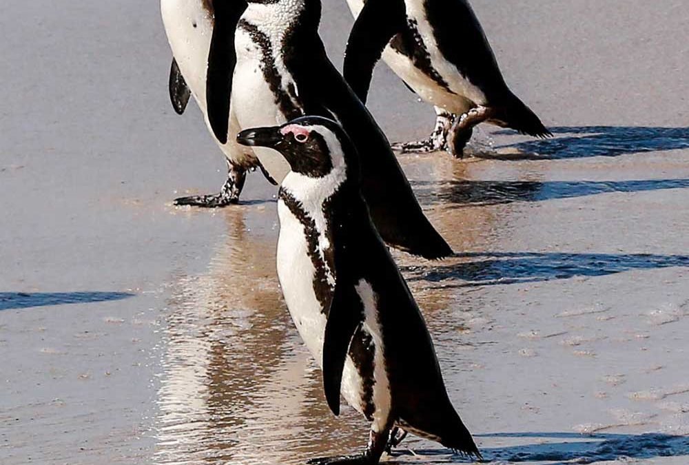 Secret spots in Cape Town that locals actually visit – and how to find them