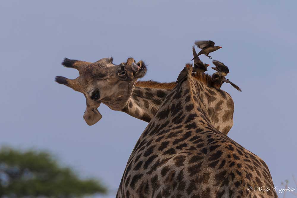 Tips for Planning Your Dream South African Safari