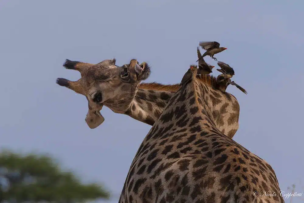Itchy Feet Safaris - South Africa Safari Giraffe by Nicola Cappelletti
