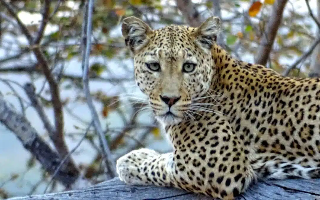 Leopard in a tree