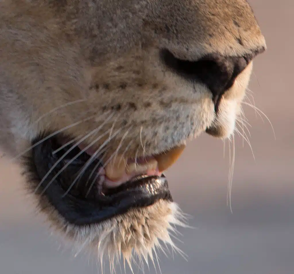 Lions are the largest of African cats and can be seen in most African national parks, given the right time of the day.