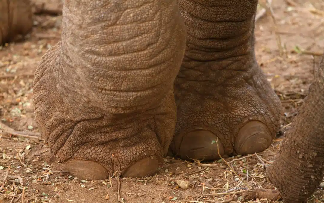 Closeup of elephant's feet