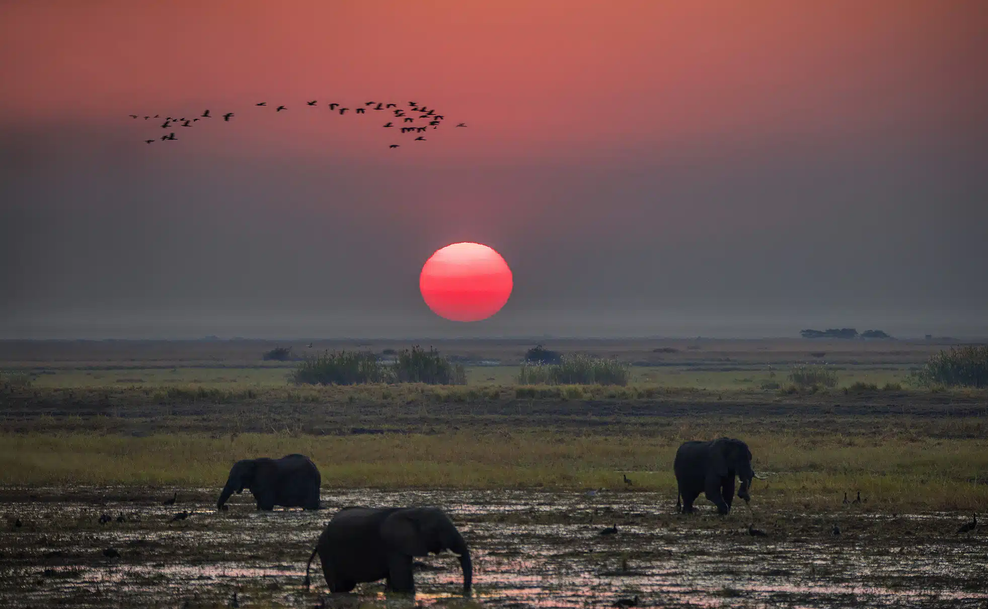 Elephant herd at sunset South Africa