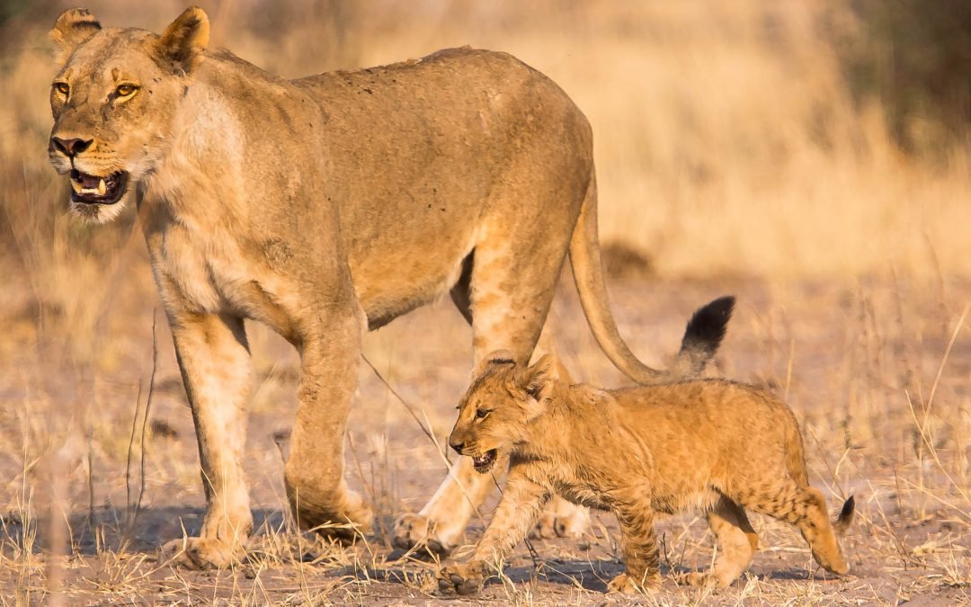 FULL DAY WILDLIFE SAFARI