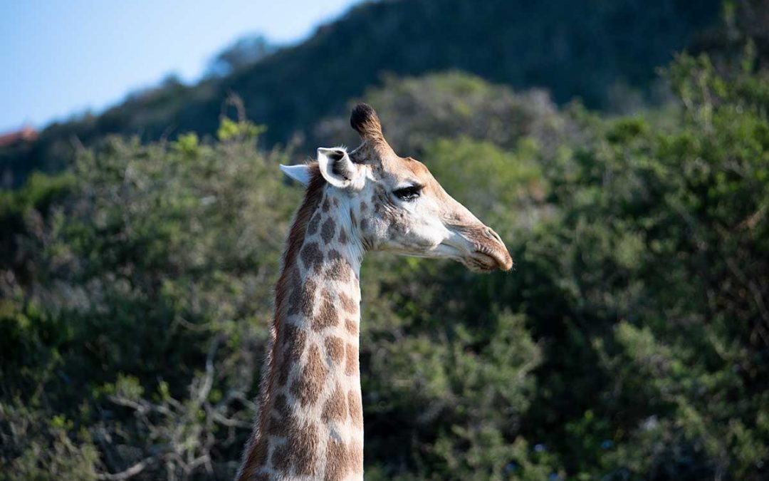 GARDEN ROUTE, WINELANDS & WILDLIFE SAFARI – 7 NIGHTS (4 STAR ACCOMMODATION)