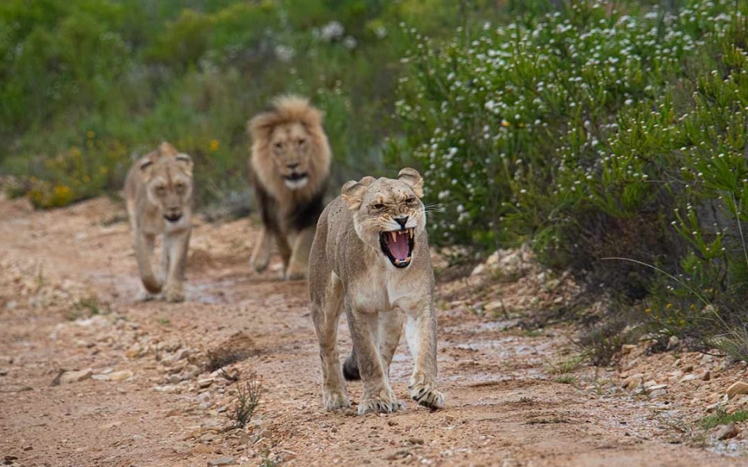 WINELANDS, WHALES & WILDLIFE SAFARI – 4 NIGHTS, 5 STAR ACCOMMODATION (June – November)