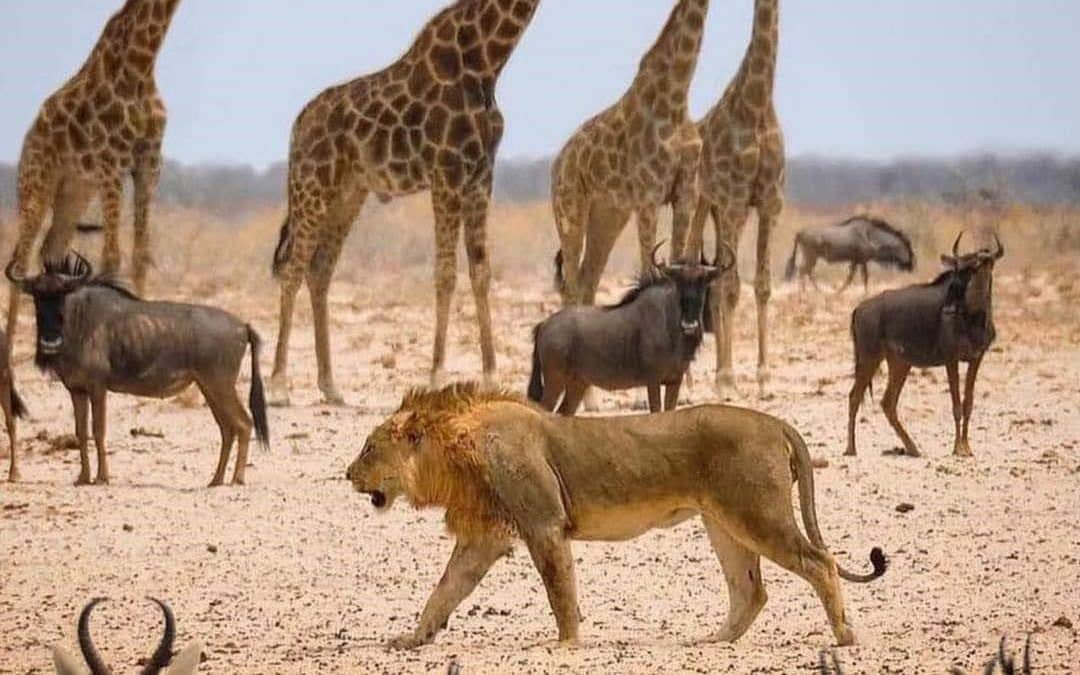Meet the Big Five: Fun Facts You Probably Didn’t Know