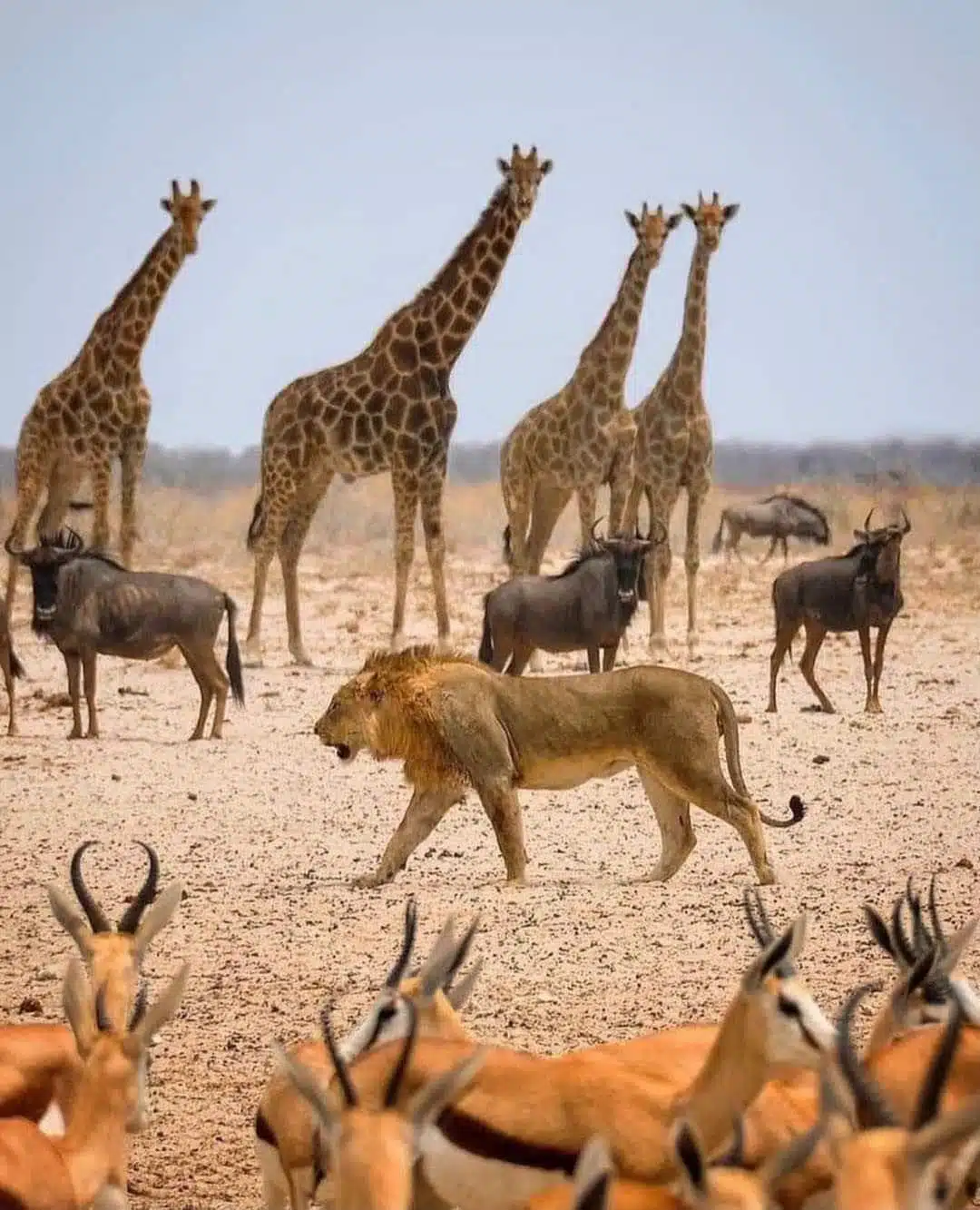 Itchy Feet Safaris - Namibia, Etosha National Park Game Drives