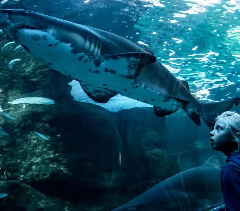 Best Things to Do in Cape Town on a Rainy Day