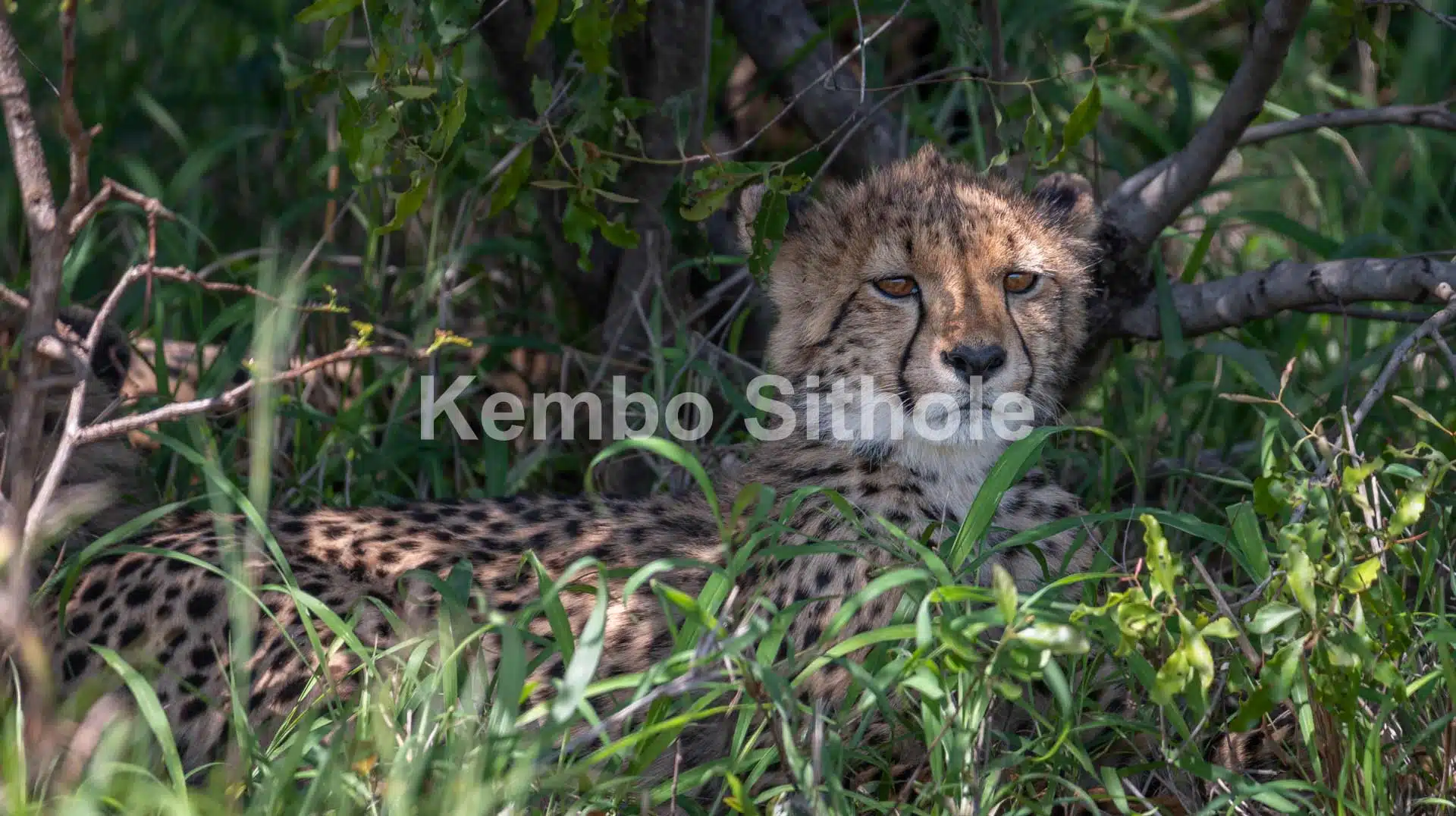 Mavela Cheetah
