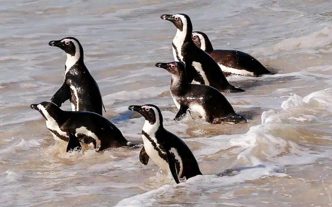 Itchy Feet Tours And Safaris, Boulders Beach Penguin Colony