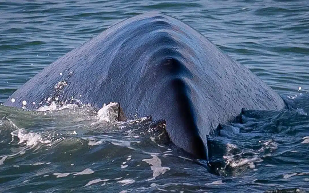 Southern right whale - Hermanus