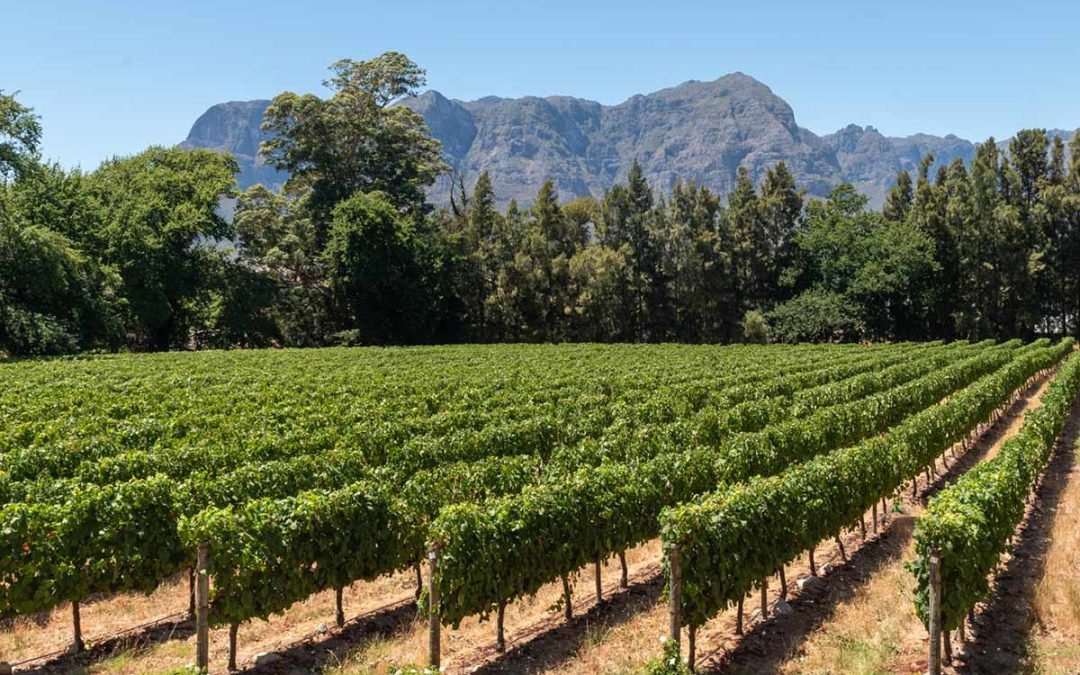 FULL DAY CAPE WINELANDS TOUR