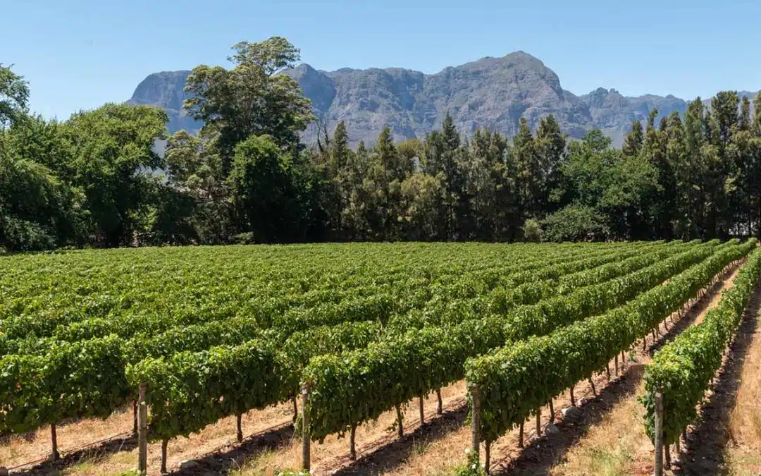 What to Expect on a Full-Day Cape Winelands Tour