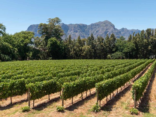 FULL DAY CAPE WINELANDS TOUR