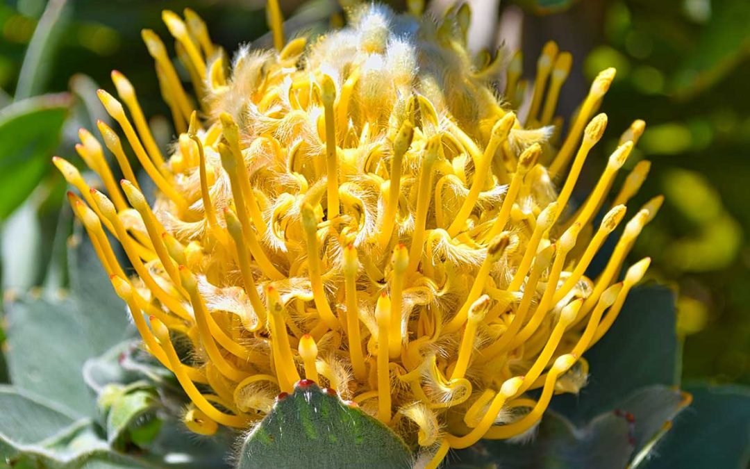 TABLE MOUNTAIN, HISTORIC CITY, KIRSTENBOSCH BOTANICAL GARDENS AND WINELANDS