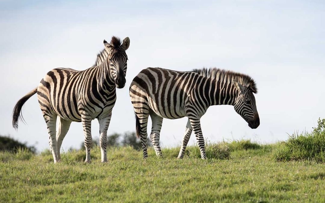 CAPE TOWN, WINELANDS & WILDLIFE TOUR – 4 NIGHTS, (5-STAR ACCOMMODATION)