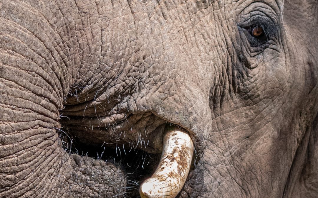 Wildlife Safari Adventures Near Cape Town
