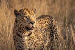 Private Tours Cape Town and South Africa safari itinerary
