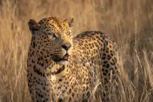 Private Tours Cape Town and South Africa safari itinerary