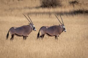 Kalahari gemsbok